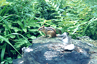 Chipmunk